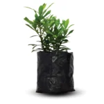 Ixora-orange-pink-red