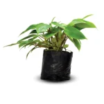 Philodendron-green