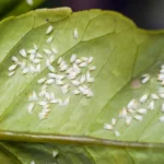 Spiral Whitefly insect