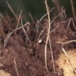 Gall nematode of sugar beet