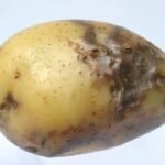 Late Blight of potato