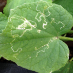 Leaf miner