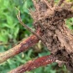 Stem rot of soybean