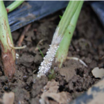 Root rot of cowpea