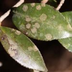 Algal leaf spot