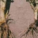 Dry root rot