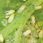 White Flies of sweet potato