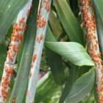 Stem rust of wheat