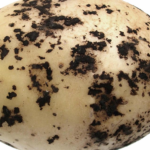 Black scurf of potato