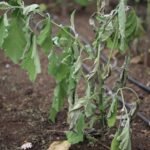 Bacterial wilt of brinjal