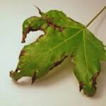 Anthracnose