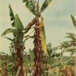 Panama wilt disease