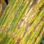 Grey blight disease