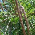 Pod rot of moringa