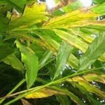 Chenthal disease or leaf blight