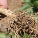 Black root rot