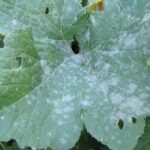 Powdery mildew in gourds