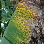 Leaf spot of banana