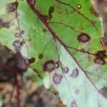 Cercospora Leaf spot