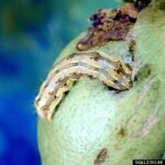 Cotton bollworm