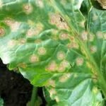 Ramularia leaf spot