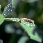 Cotton leaf worm