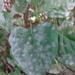 Powdery Mildew on Grapes