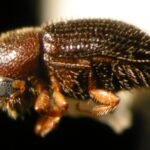 Coffee berry borer