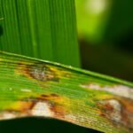 Leaf blast of paddy