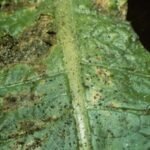 Aphids