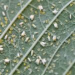 Silver leaf white flies