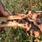 Larvae of the banana weevil feeding their way through the rhizome and pseudostem of a young banana plant.