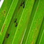 Coconut Leaf miner