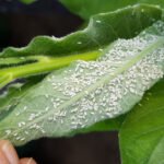 Greenhouse whitefly