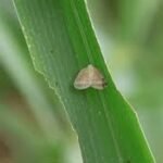 Hairy caterpillar