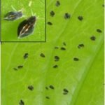 Leafhopper in cotton