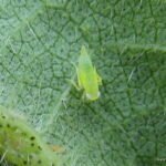 Spruce budworm