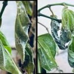 Ear cockle/seed gall