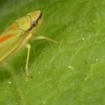 Planthoppers