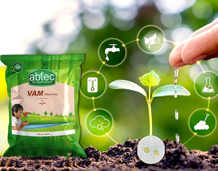 VAM: Building the Foundations of Sustainable Agriculture by Strengthening Roots, Enriching Soil and Protecting the Planet