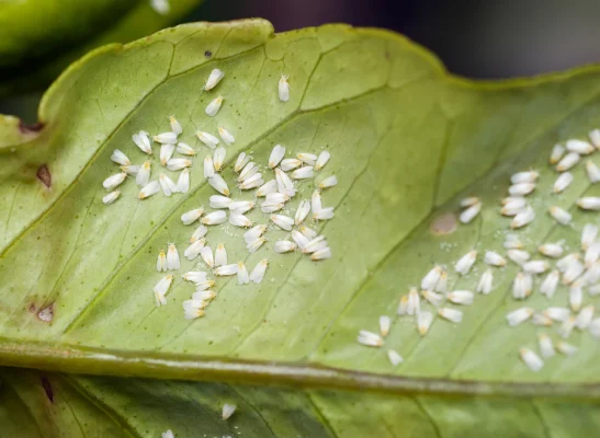 10-Spiral Whitefly insect