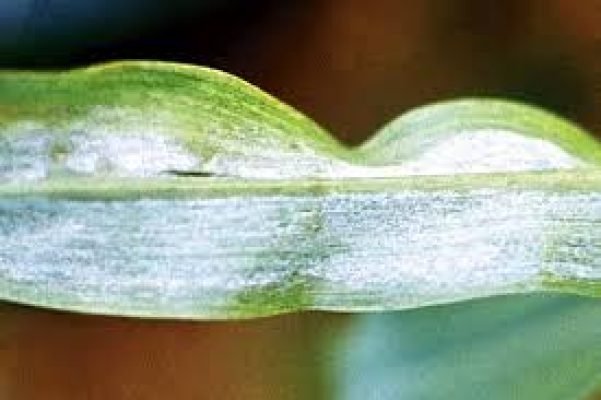 10.Downy mildew of pearl millet