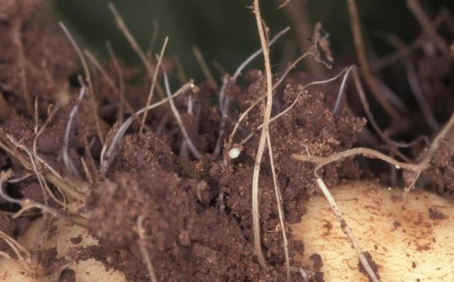 11-Gall nematode of sugar beet