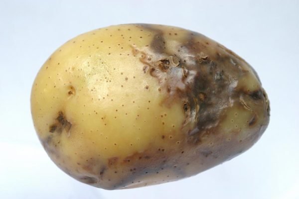 12.Late Blight of potato