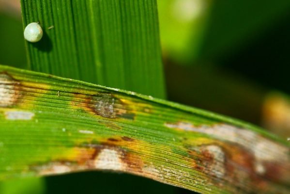 13-Leaf blast of paddy