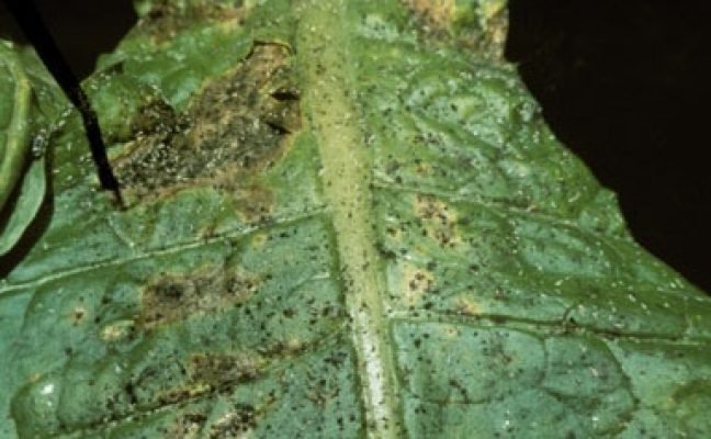 14-Aphids