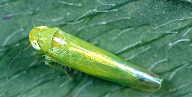 15-False eye leaf hoppers