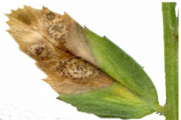 15.Ascochyta blight