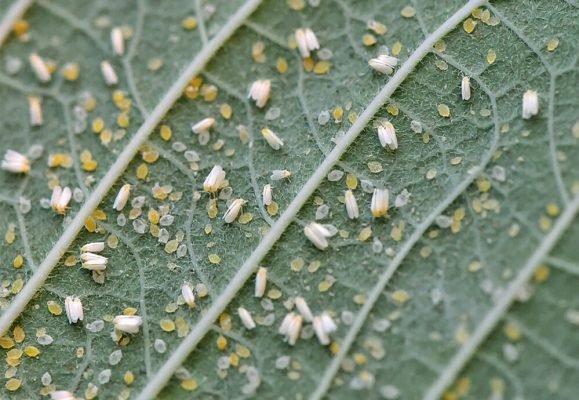 16-Silver leaf white flies