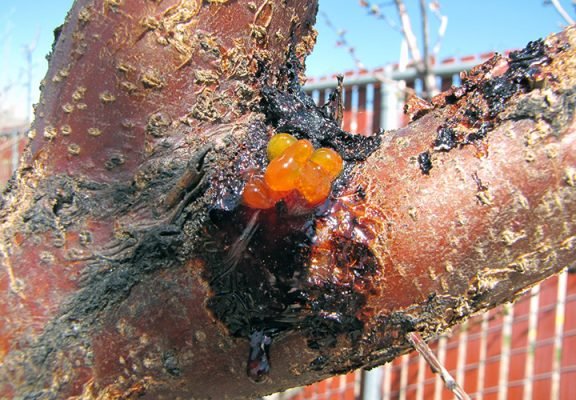 16.Canker of Apricot